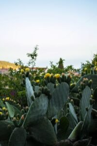 Nopal y aloe vera frescos, remedios naturales para el control de la glucosa posprandial