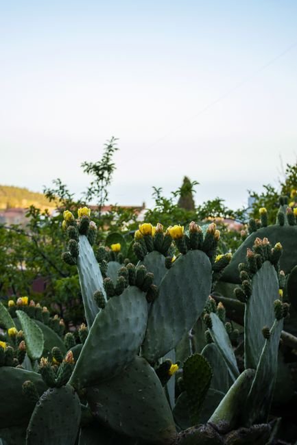 Nopal y aloe vera frescos, remedios naturales para el control de la glucosa posprandial