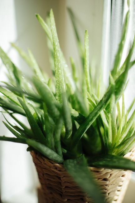 7 Increíbles Formas en que el Nopal y el Aloe Vera Pueden Ayudar a Tu Glucosa Posprandial